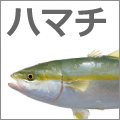 ハマチ